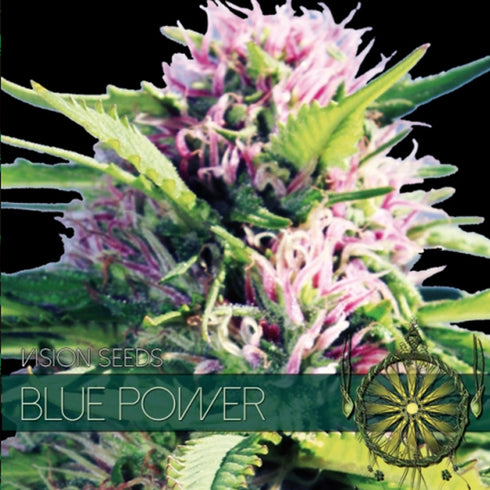 Vision Seeds - Blue Power
